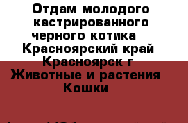 Отдам молодого кастрированного черного котика  - Красноярский край, Красноярск г. Животные и растения » Кошки   